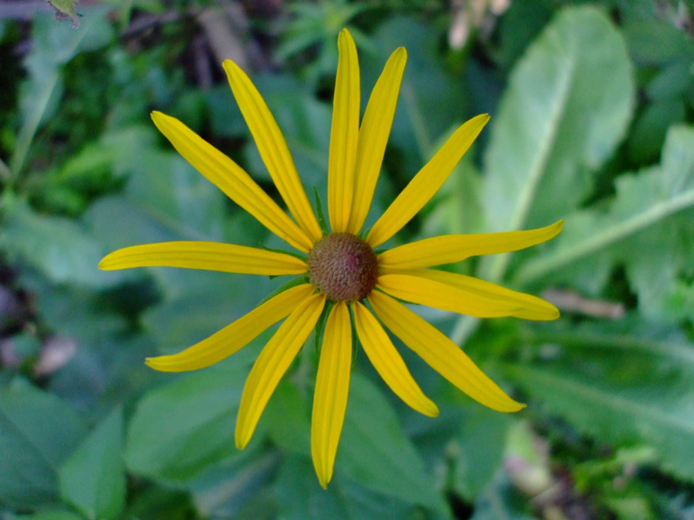 Rudbeckia subtomentosa